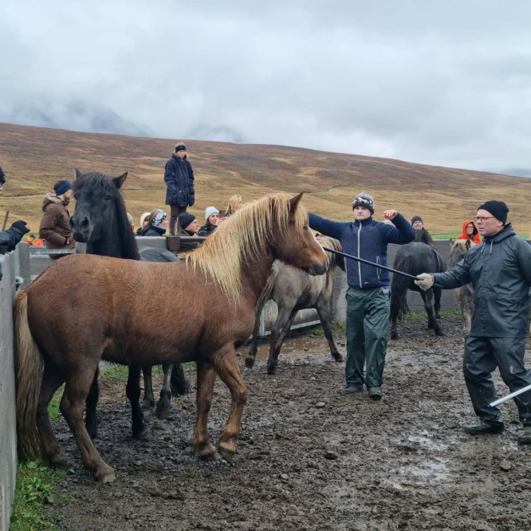Nóg að gera hjá Réttarstjóranum. Mynd: HMJ