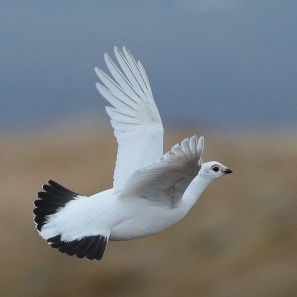 Mynd: Ust.is/Ólafur K. Nielsen.