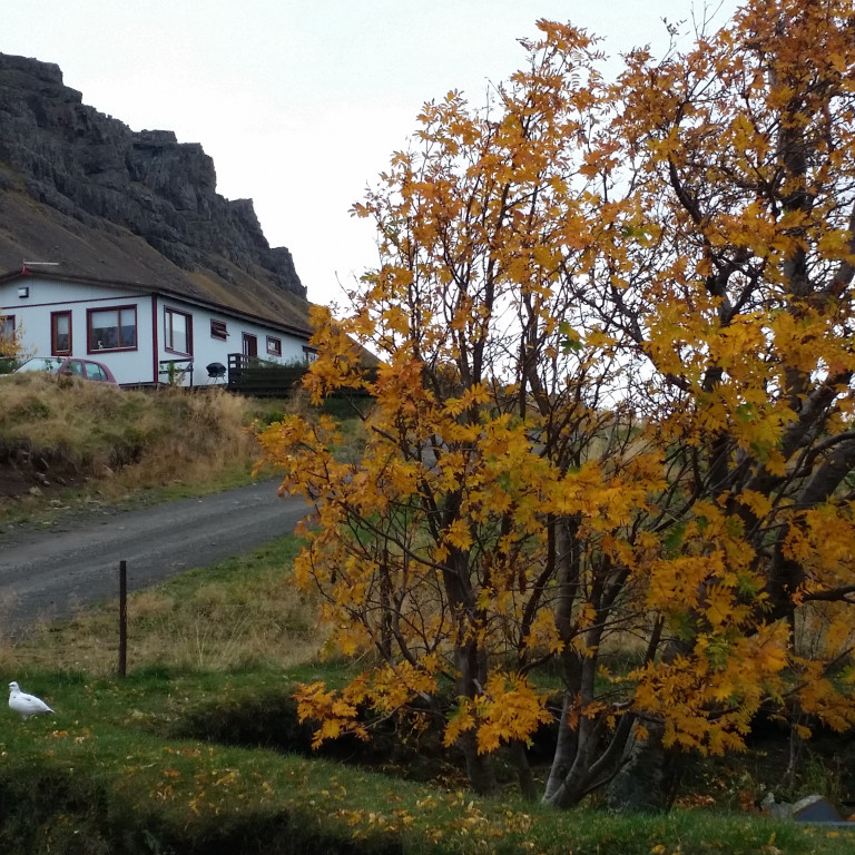 Þessi rjúpa gæti þurft að vara sig á næstu dögum. Mynd: KSE
