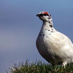 Rjúpa. Mynd:visindavefur.is