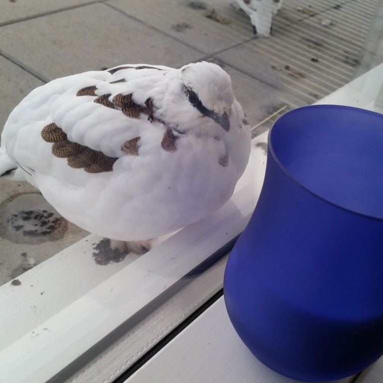 Rjúpnaveiðitímabilið hefst á morgun