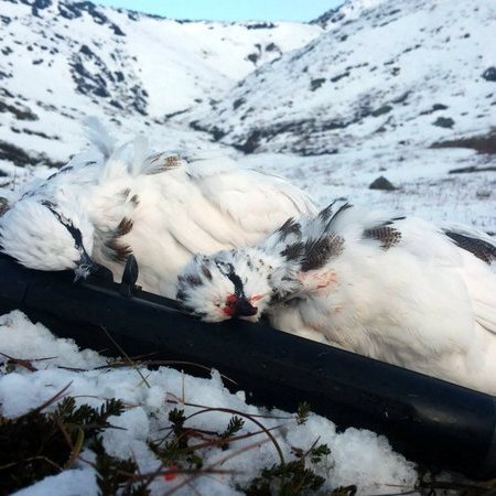 Lögreglan á Norðurlandi vestra hvetur alla veiðimenn til þess að gæta þess að hafa öll leyfi, hver sem þau eru, í lagi. Mynd af Facebooksíðu Lögreglunnar á Norðurlandi vestra.