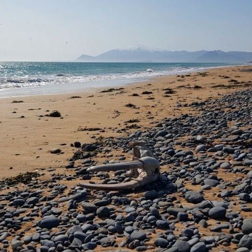 Beinaleifar rostunga hafa fundist aðallega á Suðvesturland, Vesturlandi og Vestfjörðum. Einn algengasti fundarstaðurinn er á sunnanverðu Snæfellsnesi. Þar skolast stundum bein, tennur og hausar á land eftir þungt brimrót. Einnig hafa beinaleifar fundist í húsagrunnum, við fornleifauppgröft og hafnargerð. Ljósmynd: H.J. Malmquist.