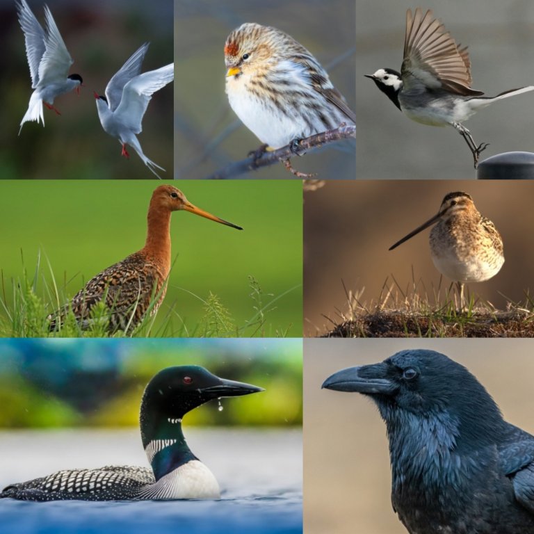 Fuglarnir sem gætu orðið fugl ársins
