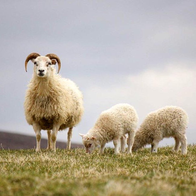 Sauðfé. MYND: Sigríður Ólafsdóttir.