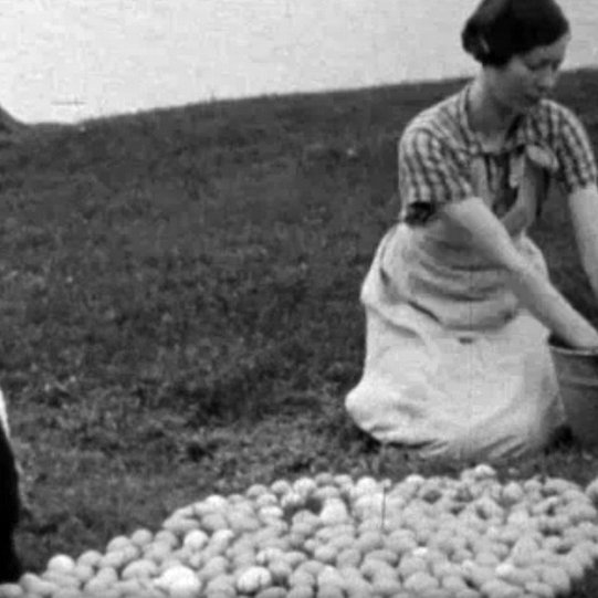 Við eggjatekju í Skagafirði árið 1939. Skjáskot af vefnum Ísland á filmu.