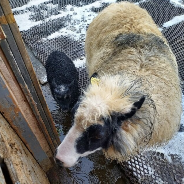 Snjólaug með litlu gimbrina sína. MYND TEKIN AF TROLLI.IS/Ólafía Guðmundsdóttir