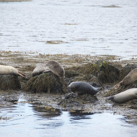 Landselsbrimlar við Íslandsstrendur virðast gefa frá sér lengri og lægri hljóð á fengitíma en landselir við Danmörku og Svíþjóð og það gæti markast að mögulegri ógn í umhverfi þeirra. MYND: HI.is/Eric Dos Santos