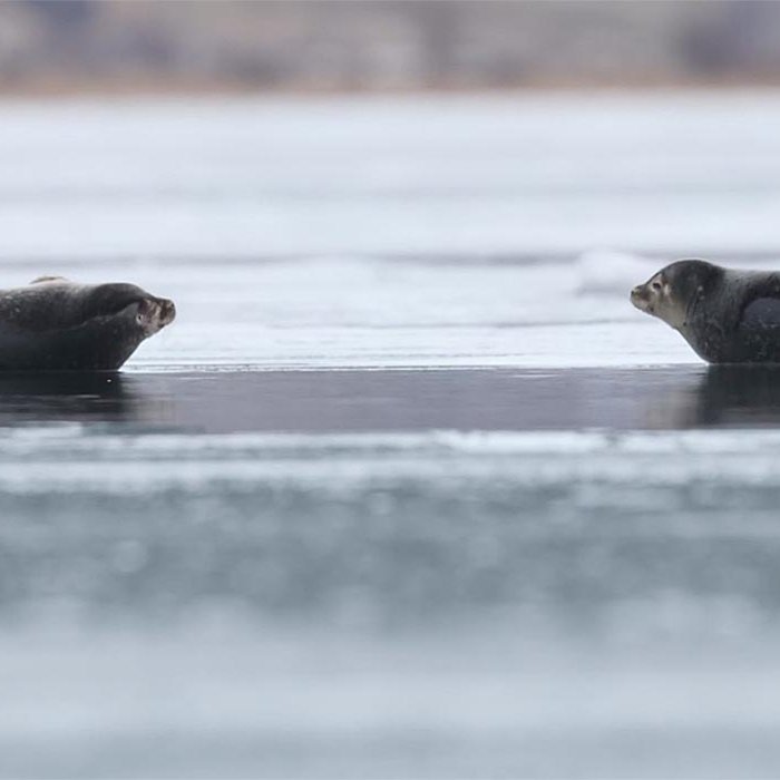 Selir á ís. SKJÁSKOT ÚR FRÉTT RÚV