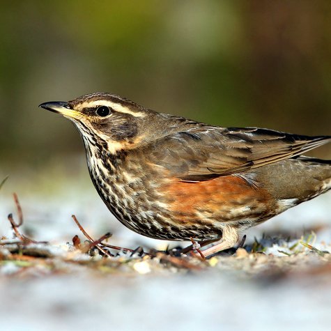 Skógarþröstur. Mynd: Sindri Skúlason.
