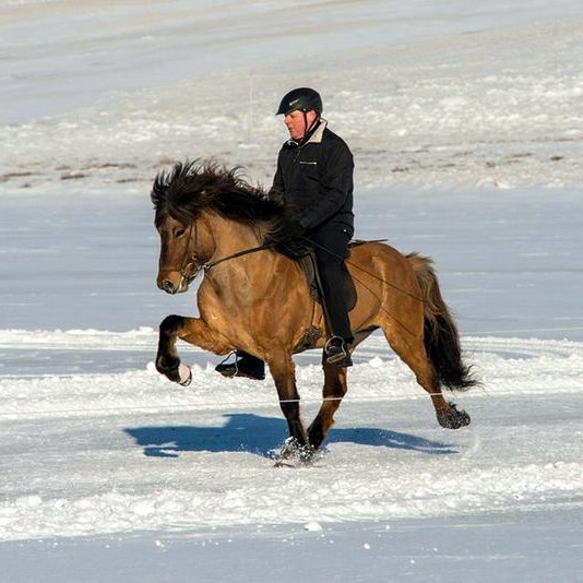 Skapti á Hafsteinsstöðum og Oddi. Mynd: is-landsmot.is