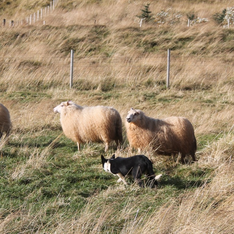 Landskeppni smalahundafélags Íslands