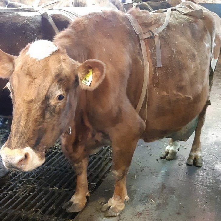 Hraust og geðgóð mjólkurkýr. Smuga 465 á Ytri-Hofdölum. Aðsend mynd.