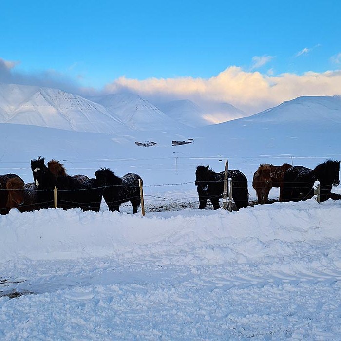Veðrið var orðið skaplegt í Hjaltadalnum nú um miðjan dag. Fyrstu níu myndirnar í  myndasyrpunni eru frá því í gær og síðari myndirnar frá í dag en þær tók Sigríður Björnsdóttir. Allra síðustu myndirnar eru síðan frá Molastöðum í Fljótum en þær tók Halldór Gunnar Hálfdansson í dag. Síðasta myndin er af suður inngangnum í fjárhúsin. „Ég þarf yfirleitt að teygja mig upp í þetta ljós sem sést fyrir ofan dyrnar,“ segir Halldór.