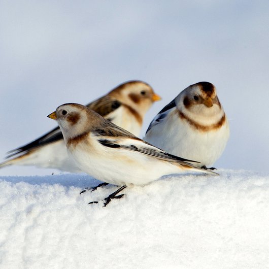 Mynd: Þríeyki snjótittlinga með sýn í allar áttir. Ljósmynd: @Jóhann Óli Hilmarsson