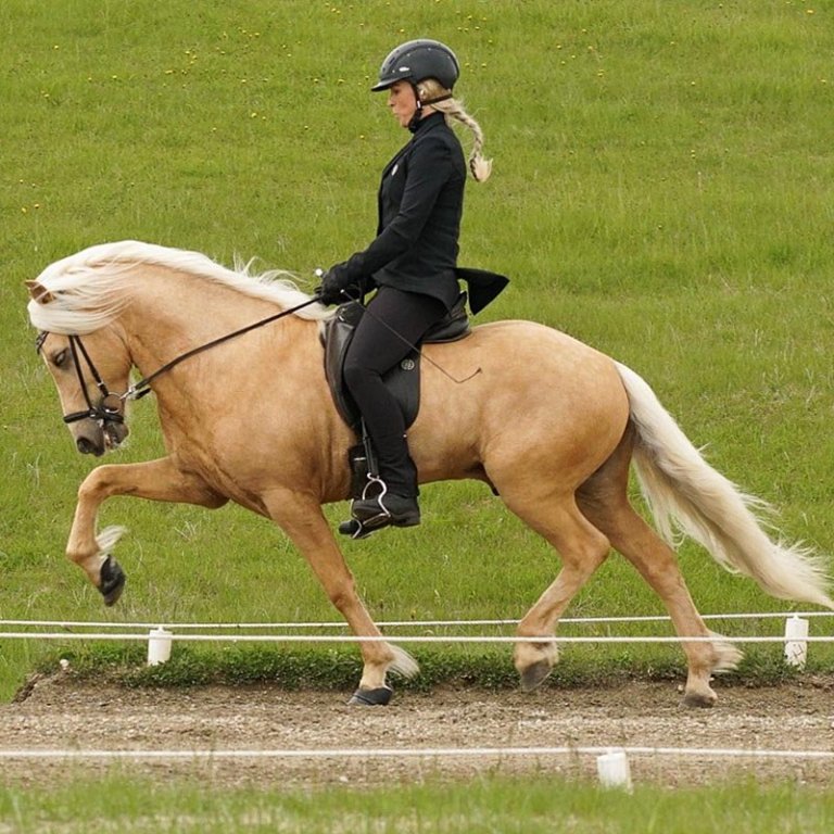 Sólstarfur frá Bakkakoti verður í aðalhlutverki í þáttunum en það er talsvert mál að fá annan eins gæðing lausan í tökur á þessum árstíma, enda líklega launahærri en aðrir sem láta ljós sitt skína í þáttunum. MYND AÐSEND