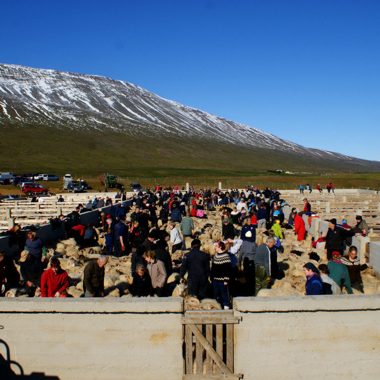 Frá Staðarrétt í Skagafirði. Mynd/BÞ