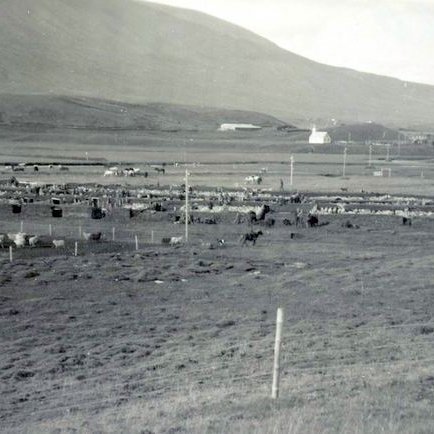 Staðarréttin gamla á grundunum austan við Staðará, vestan undir Svarðarhól. Séð heim til Reynistaðar. Sölutjöldin má sjá fjærst til vinstri. Myndin hefur m.a. birst í II. bindi Byggðasögu. Mynd: Héraðsskjalasafn Skagfirðinga Atb 80.