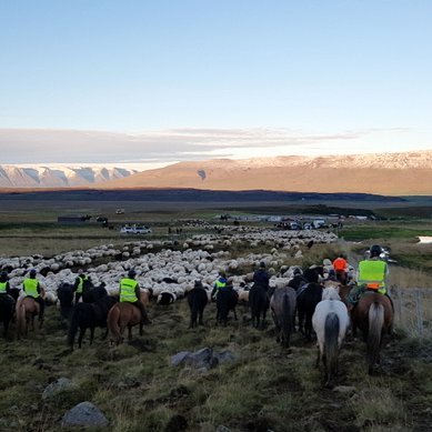 Rekið til réttar í Skagafirði. Mynd: PF.