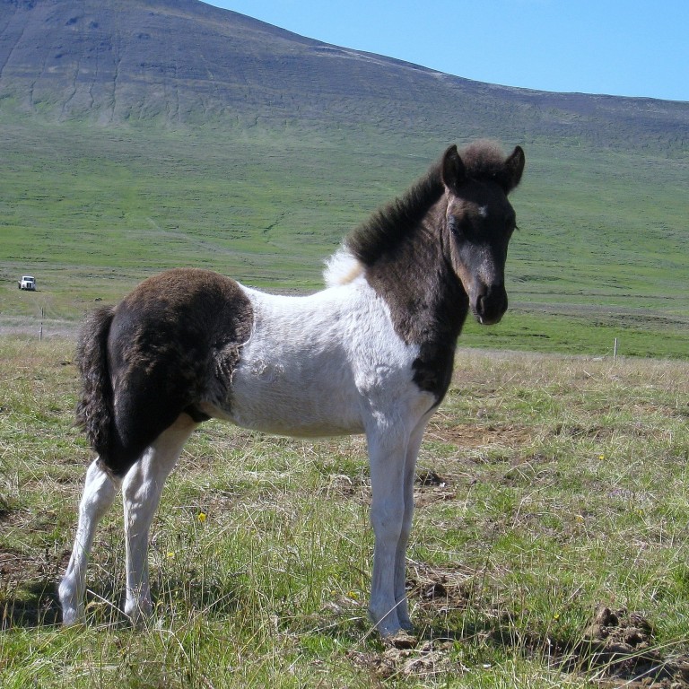 Hrossamarkaður í Hrímnishöllinni