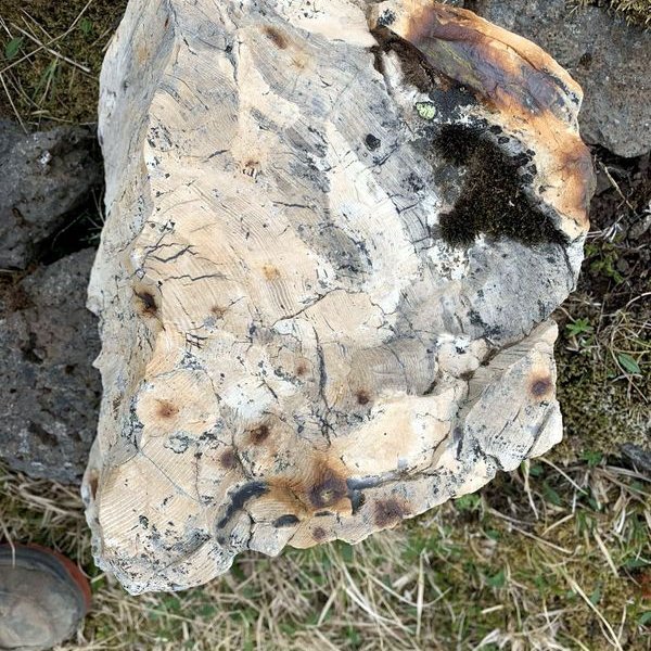 Greinilega sjást árhringir hins gamla trjábols sem líklega er yfir 200 talsins. Mynd: Jón Gíslason.