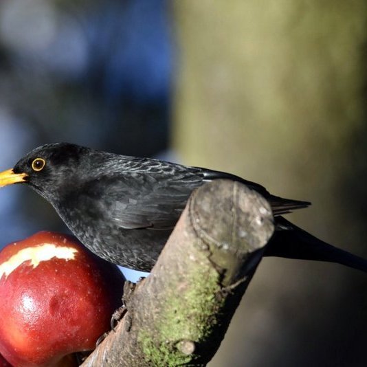 Mikið af svartþröstum barst til Norðurlands með óveðri síðustu viku. Hér má sjá karlfugl gæða sér á epli á trjágrein. Mynd: Einar Ó. Þorleifsson/nnv.is