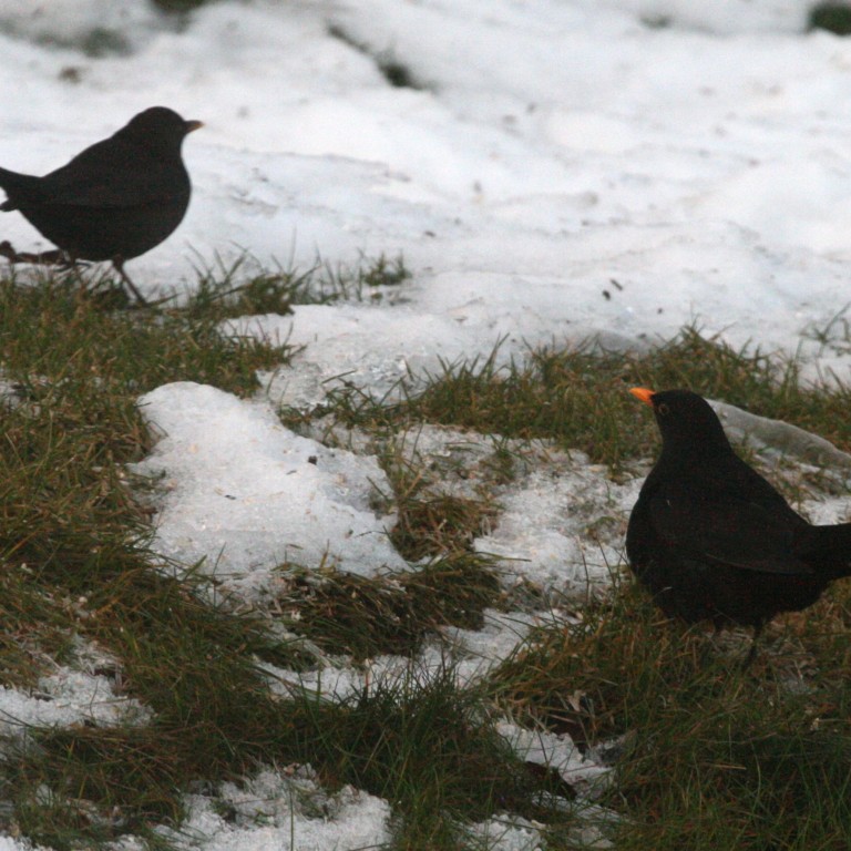 Meira af svartþröstum