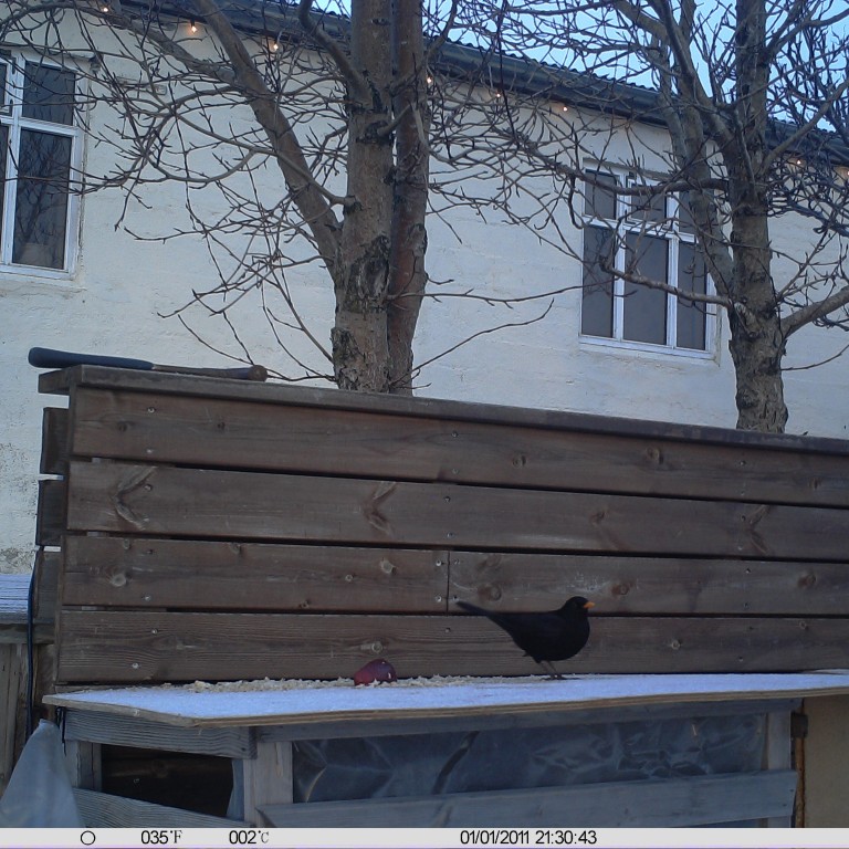 Svartþrestir með vetursetu í Varmahlíð