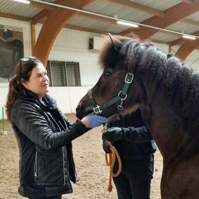 Sigríður Björnsdóttir dýralæknir á Kálfsstöðum skoðar gæðingshryssuna Hringaná frá Hofi á Höfðaströnd. Mynd: HMJ