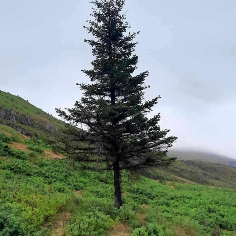 Tré ársins 2023 á Seyðisfirði. MYND skog.is