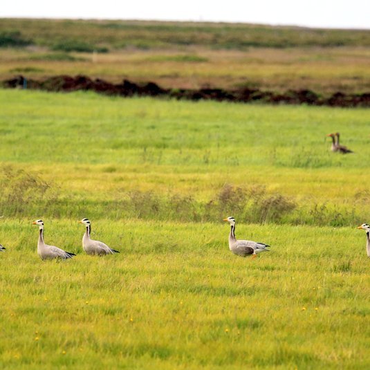 Taumgæs þekkist meðal annars á hvítum taumi niður um hliðar hálsins. Hún verpir í Mið-Asíu en hver veit nema hún sé að leita sér að hentugu hreiðurstæði í Skagafirði. Hér sjást þrjár taumgæsir af fimm sem sáust við Þrastarstaði á Höfðaströnd. Myndir: Elvar Már Jóhannsson.