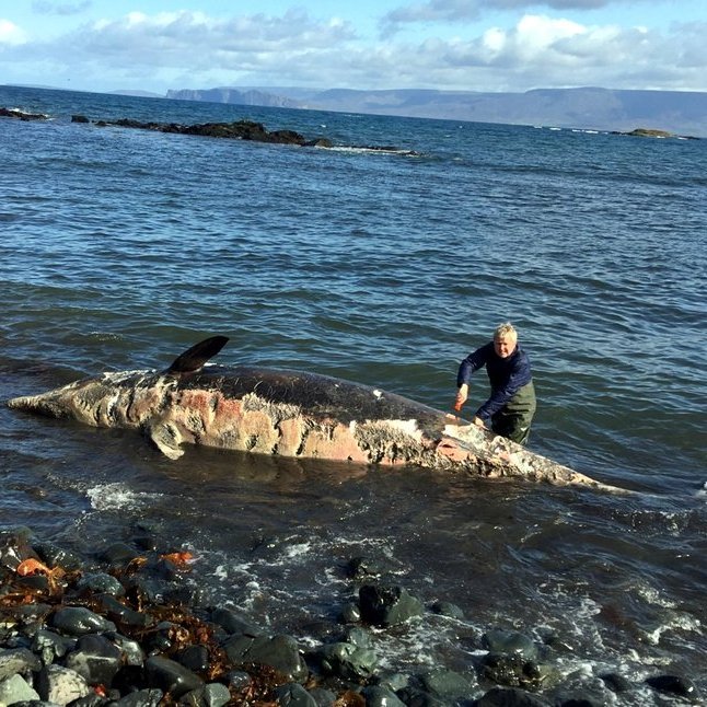 Bjarni Jónsson, forstöðumaður Náttúrustofu Norðurlands vestra, tekur sýni af andanefjunni sem rak áland við Innstaland. Mynd:nnv.is.