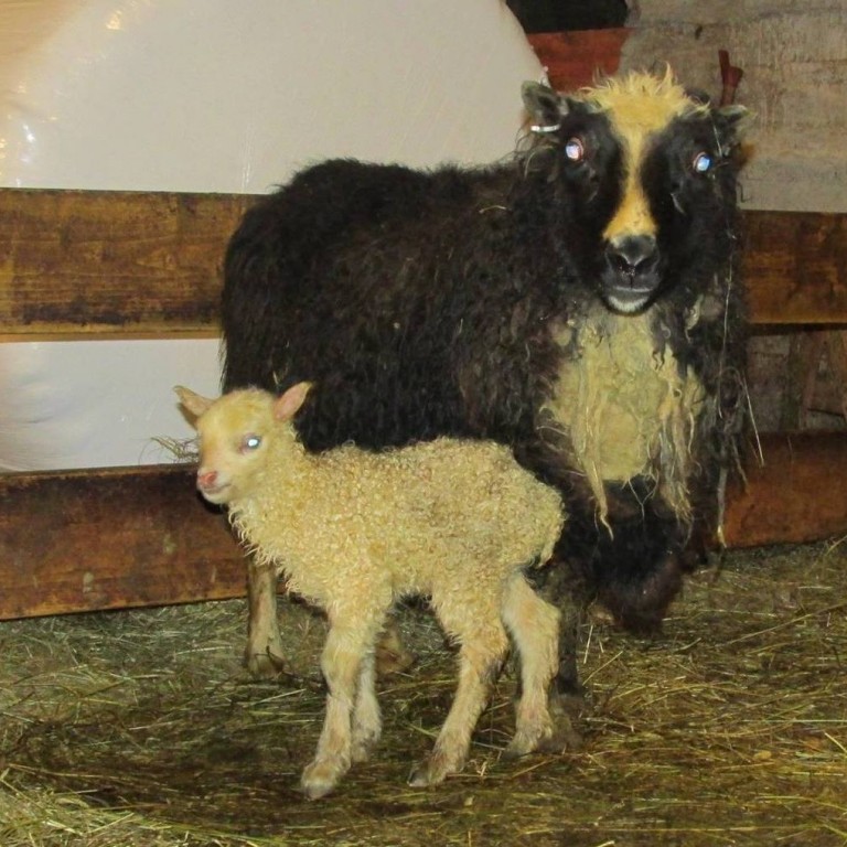 Þorralamb í Kárdalstungu