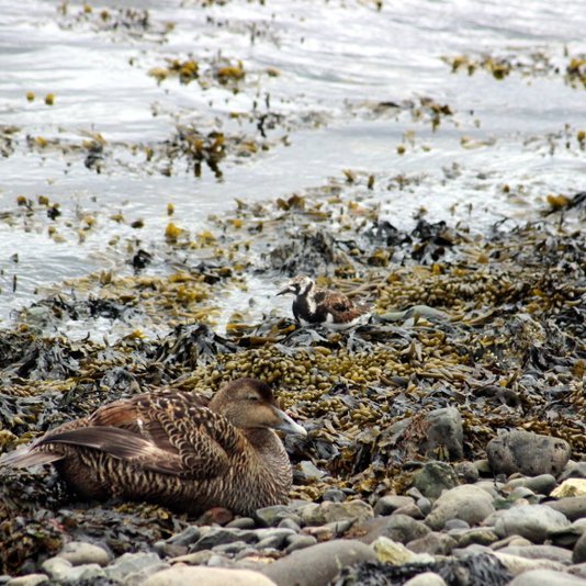 Það fór vel á með fjörufuglunum á Sauðárkróki í gær en hér má sjá æður í forgrunni, fastagest í höfninni og tildru fargest sem senn fer að hafa sig á brott til varpstöðvanna lengst í norðri. Mynd: PF.