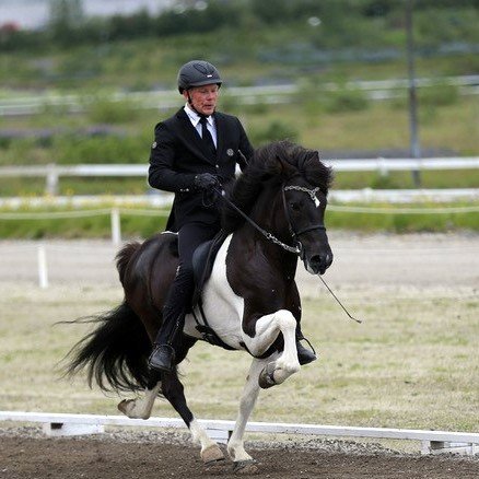 Þráinn frá Flagbjarnarholti seldur