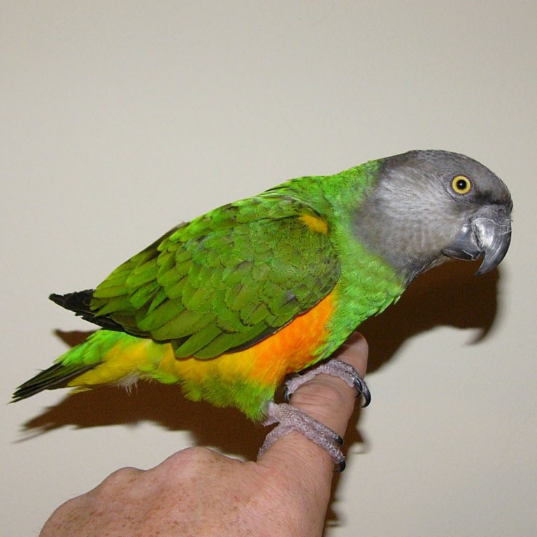 Grænn Senegal páfagaukur á sveimi