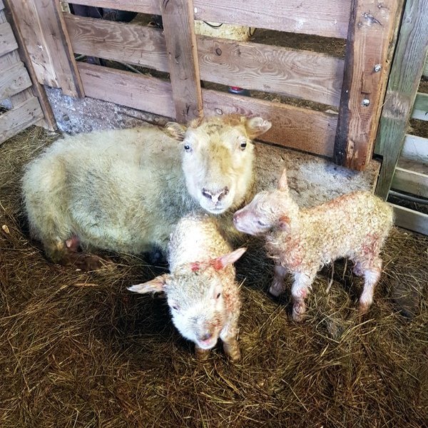 Ærleg móðir með nýbornum lömbum sínum. Mynd: Hjörtur Geirmundsson.