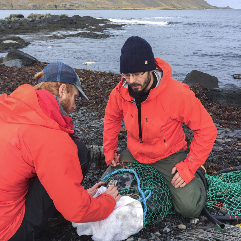 Starfsmenn Selasetursins koma fyrir gervihnattasendum á útselskópum. Mynd: Selasetur.is.