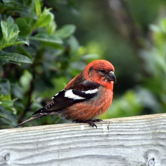 Víxlnefur. Mynd: Einar Þorleifsson, myndin fengin af nnv.is.