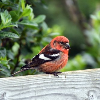 Víxlnefur. Mynd af vef Selaseturs.