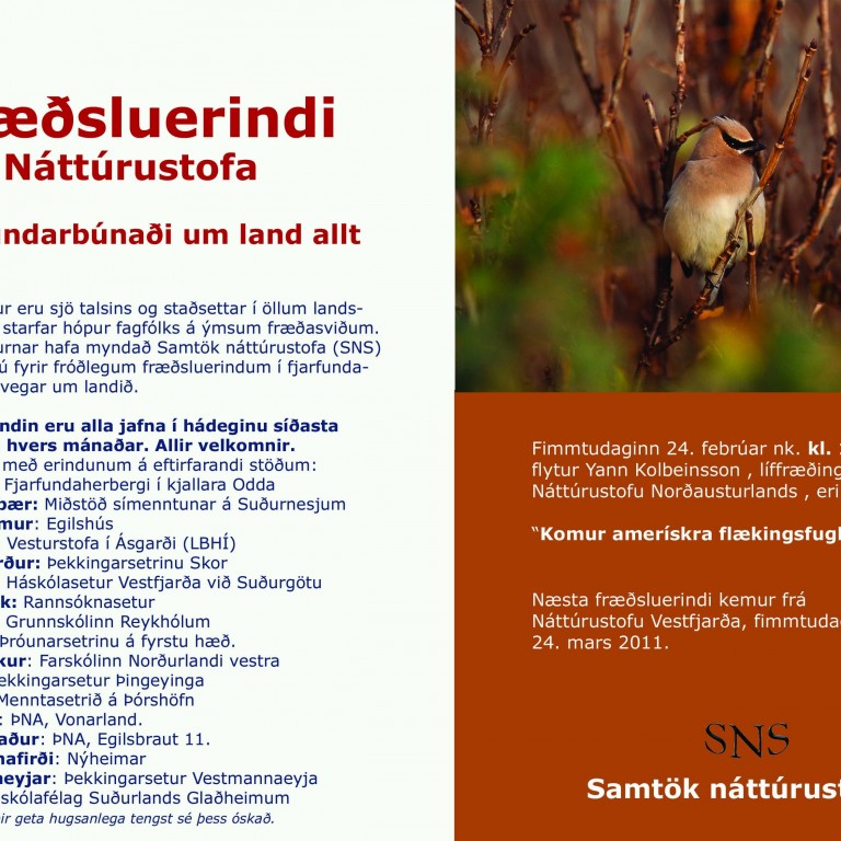 Amerískir flækingsfuglar